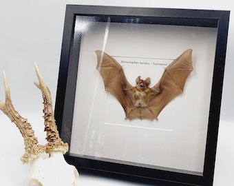 Framed Bat - Gothic Home Decoration