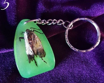 5 Different Insect Resin Keychains