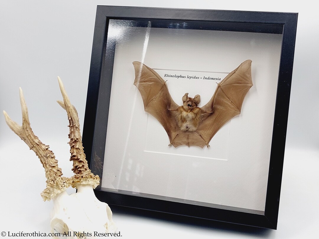 Framed Bat Gothic Home Decoration Wall Hanging Ornament Batcave
