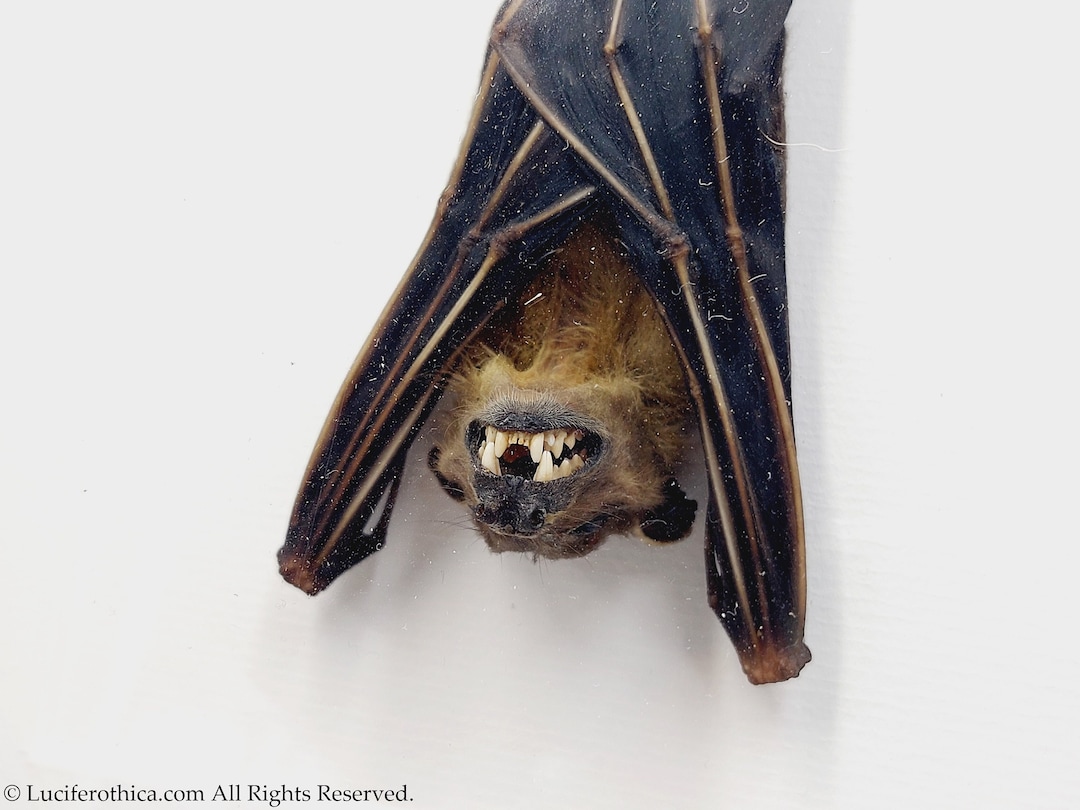 Framed Bat Gothic Home Decoration Wall Hanging Ornament Batcave