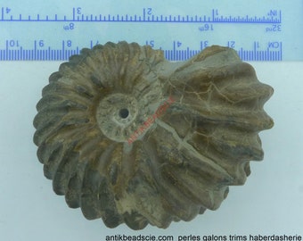 Coquillage Fossil Etsy Coquillage Fossil Etsy
