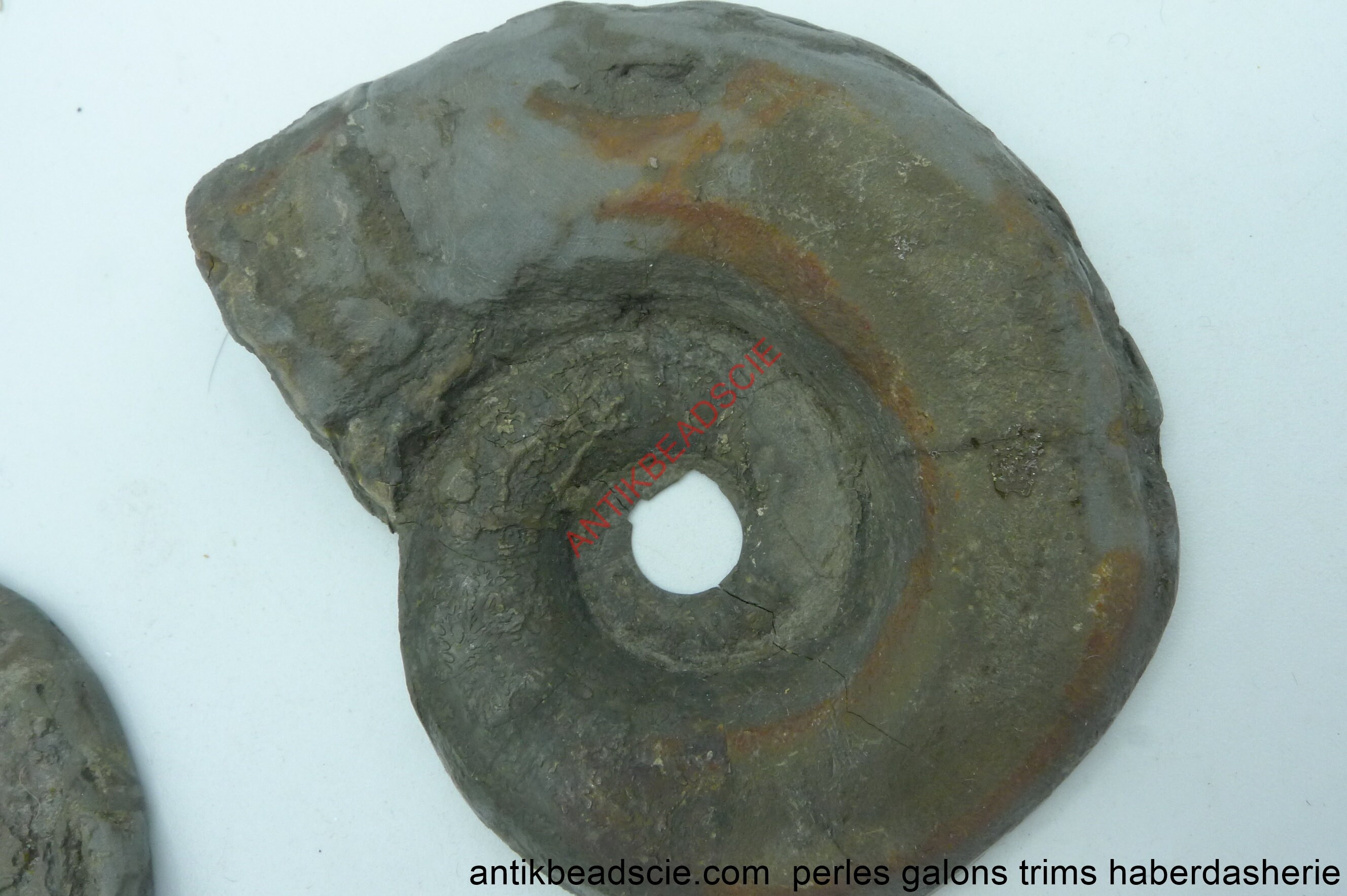 Fossil Ammonite 95x78mm Fossil Ammonite 95x78mm