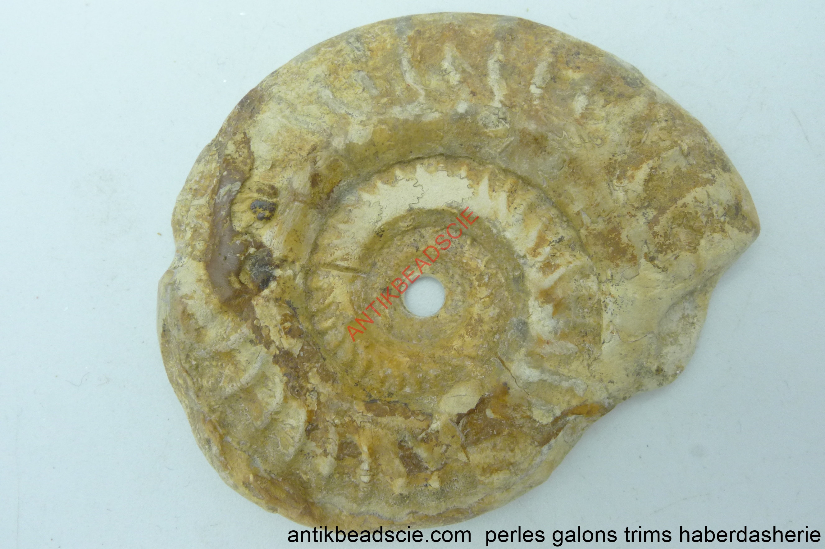 Fossil Ammonite 95x78mm Fossil Ammonite 95x78mm