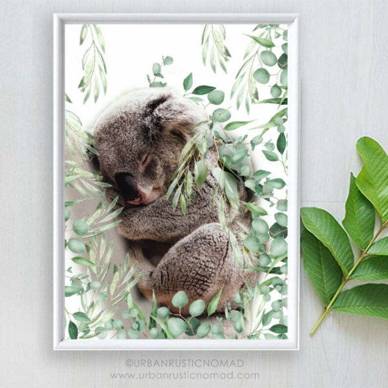 Koala Print Koala Australian Animal Print Wall Art Nursery - Etsy