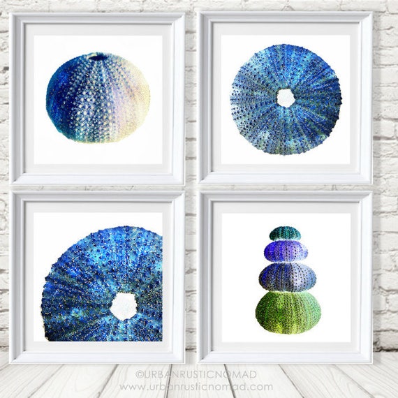 Sea Urchin Wall Art Print Set of 4 Coastal Photography Etsy