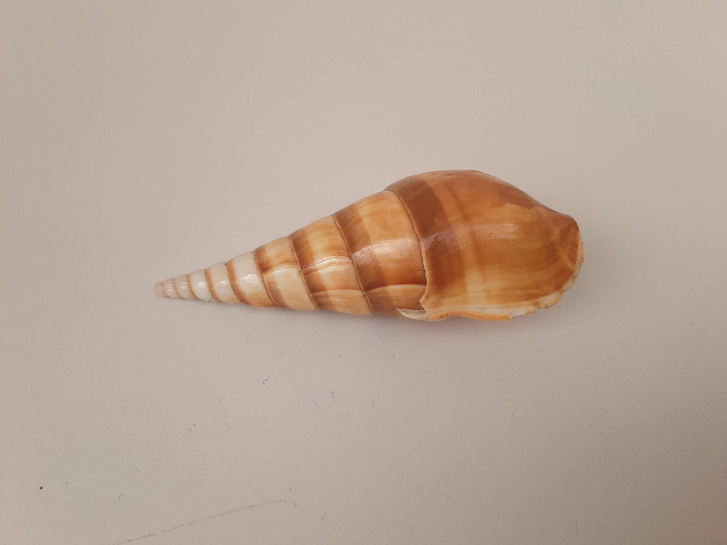 Véritable Coquillage Cône Pour Toute Création Bibelot