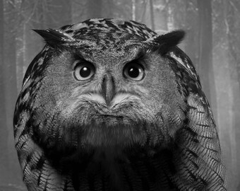 European eagle owl in black and white