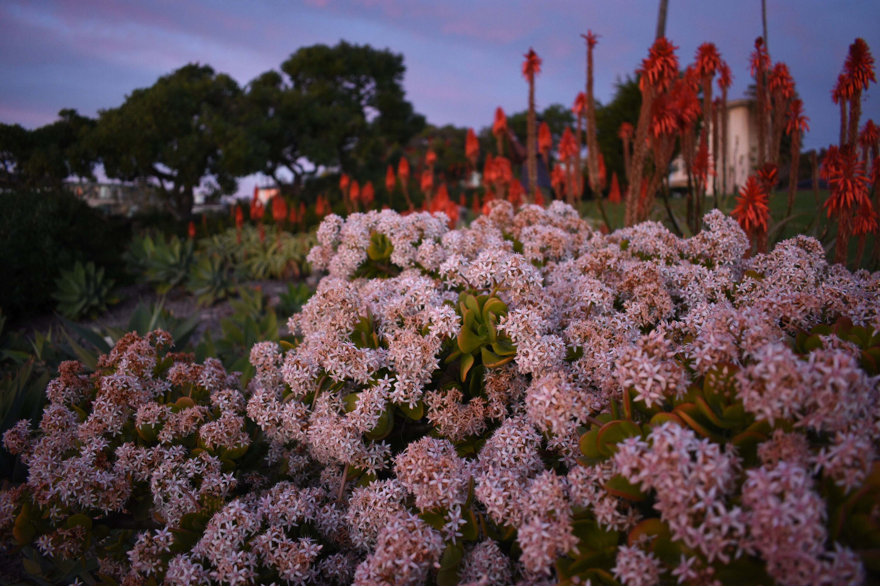 Laguna Beach Photography Laguna Beach Flowers Beautiful Etsy