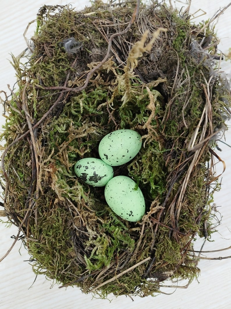 Authentic bird nest, Real bird's nests, Amazing natural nest, Bird Nest , Natural Bird Nest , Home Decor , Crafts Supply , Baby Birds image 5