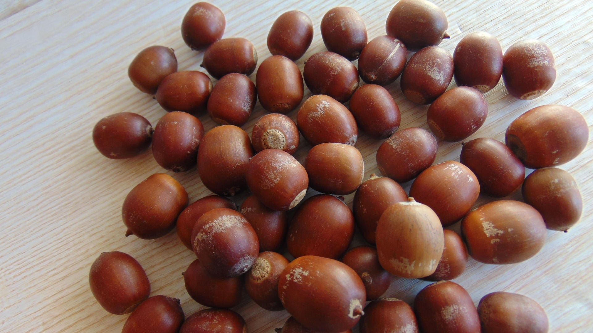 50 Pieces of Natural Acorns Acorn Nut Real Acorn Dried Oak Etsy UK