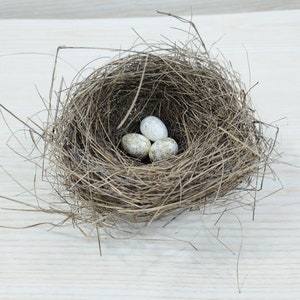 Echtes kleines Vogelnest, erstaunliches natürliches Nest, Vogelnest, natürliches Vogelnest, Ornithologen-Kollektion, Wohnkultur, Bastelbedarf, Baby Vögel Bild 2