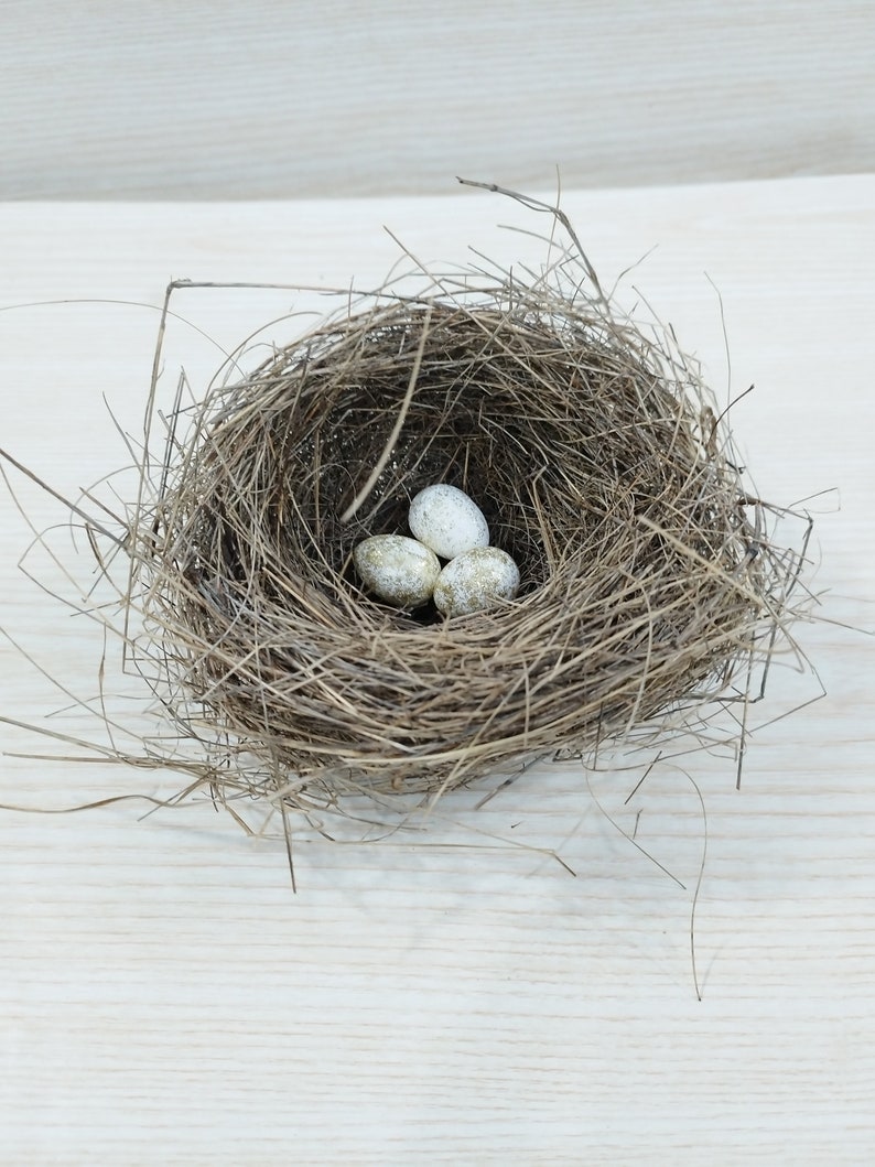 Echtes kleines Vogelnest, erstaunliches natürliches Nest, Vogelnest, natürliches Vogelnest, Ornithologen-Kollektion, Wohnkultur, Bastelbedarf, Baby Vögel Bild 2