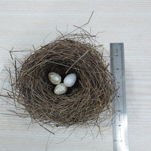 Echtes kleines Vogelnest, erstaunliches natürliches Nest, Vogelnest, natürliches Vogelnest, Ornithologen-Kollektion, Wohnkultur, Bastelbedarf, Baby Vögel Bild 8