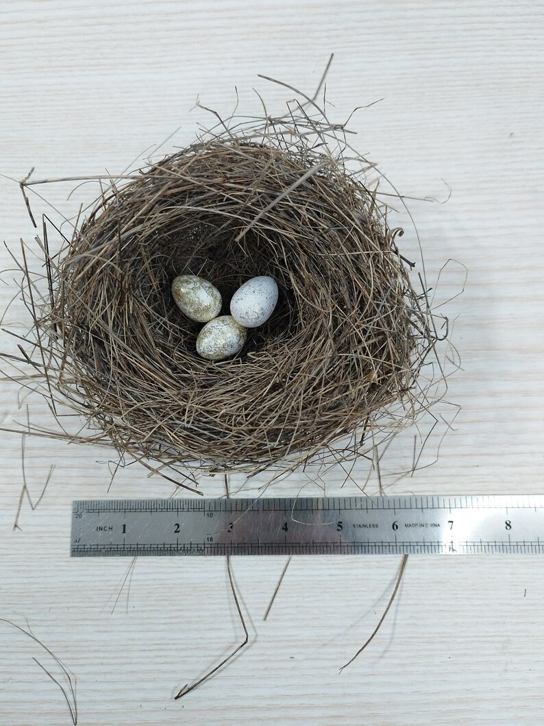 Echtes kleines Vogelnest, erstaunliches natürliches Nest, Vogelnest, natürliches Vogelnest, Ornithologen-Kollektion, Wohnkultur, Bastelbedarf, Baby Vögel Bild 7