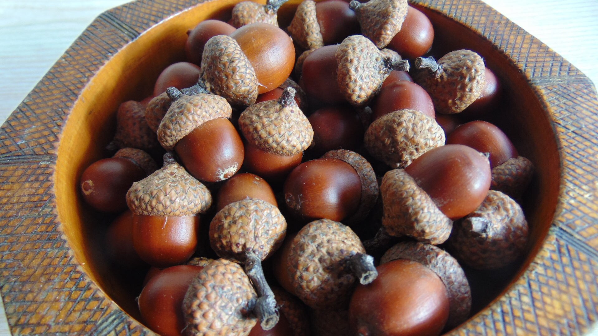 40 Natural Large Acorns Acorn Nut Real Big Acorn Dly Etsy Canada