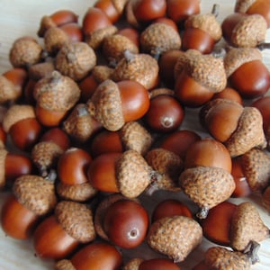 40 Natural large  acorns, Acorn nut, Real big  Acorn, DlY - craft supply, Dried Oak Acorns, Autumn Decor, Autumn wedding decor