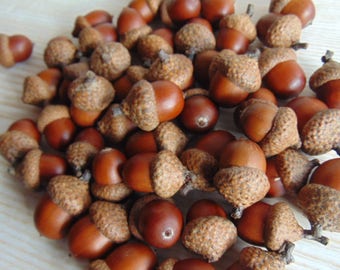 40 Natural large  acorns, Acorn nut, Real big  Acorn, DlY - craft supply, Dried Oak Acorns, Autumn Decor, Autumn wedding decor