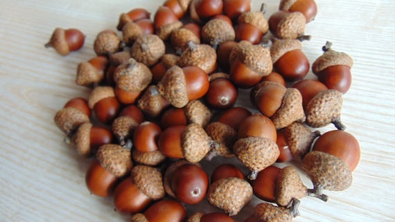 40 Natural Large Acorns, Acorn Nut, Real Big Acorn, Dly Craft Supply, Dried  Oak Acorns, Autumn Decor, Autumn Wedding Decor 