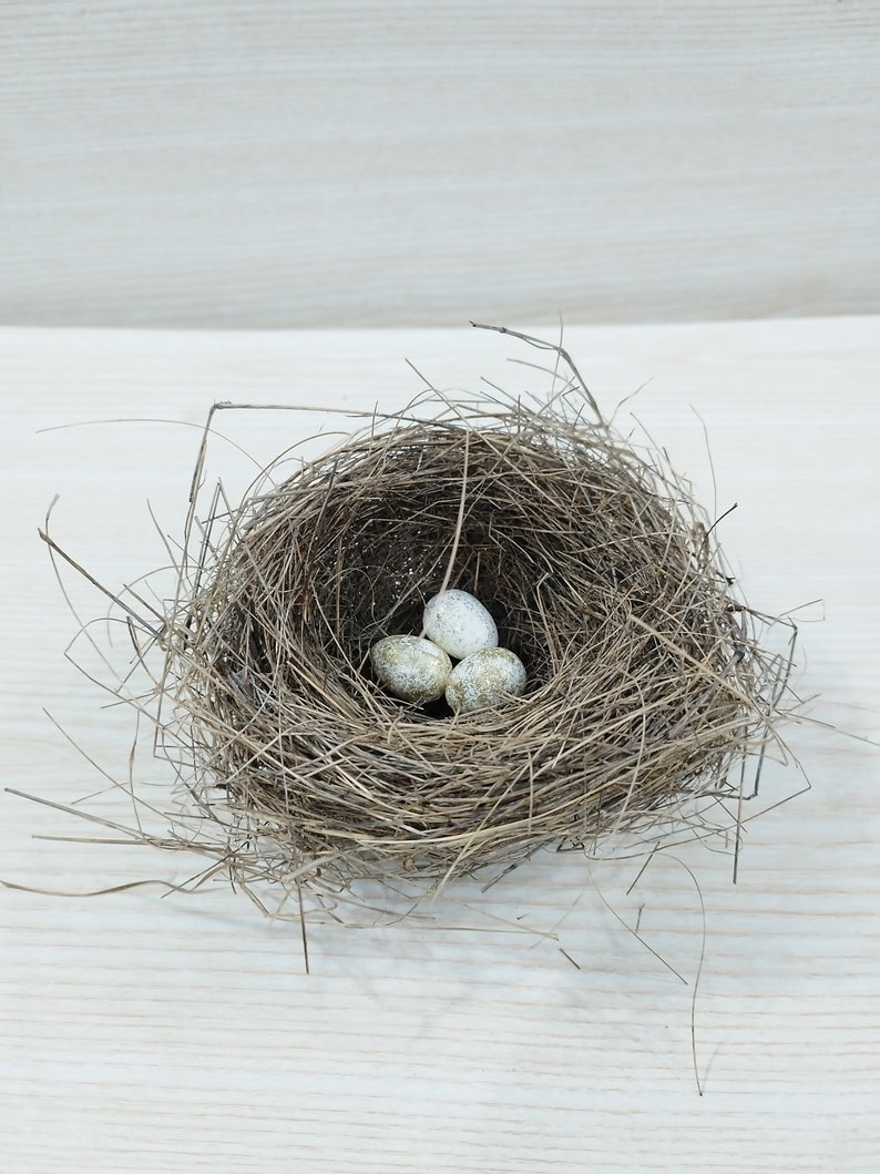 Echtes kleines Vogelnest, erstaunliches natürliches Nest, Vogelnest, natürliches Vogelnest, Ornithologen-Kollektion, Wohnkultur, Bastelbedarf, Baby Vögel Bild 1