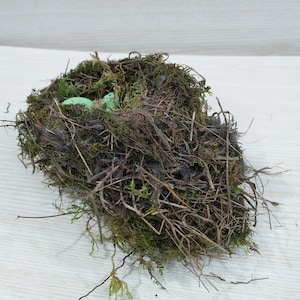 Authentic bird nest, Real bird's nests, Amazing natural nest, Bird Nest , Natural Bird Nest , Home Decor , Crafts Supply , Baby Birds image 4