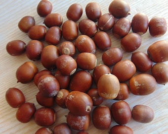 50 pieces of Natural acorns, Acorn nut, Real Acorn, Dried Oak Acorns, DlY - craft supply, Autumn Decor, Autumn wedding dekor