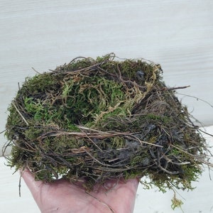 Authentic bird nest, Real bird's nests, Amazing natural nest, Bird Nest , Natural Bird Nest , Home Decor , Crafts Supply , Baby Birds image 10