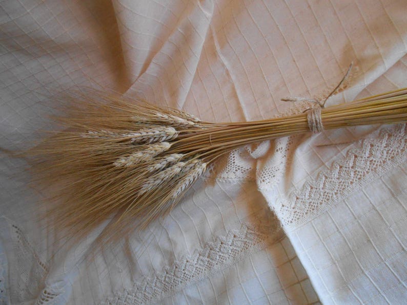 Decorative Wheat Dried Wheat Bundles Dried wheat bunch Etsy