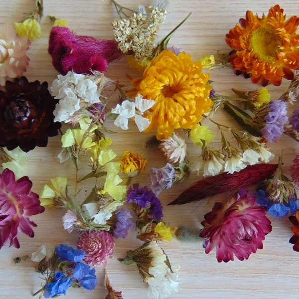 Wholesale Dried Flowers Etsy