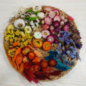 Selected Rainbow Colour Dried Flowers , Colourful Bright Rainbow mix, Dried Flowers Craft Pack , Colourful Dried Flowers for Craft Projects