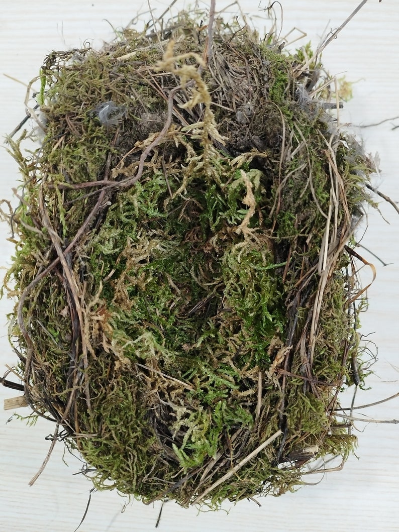Authentic bird nest, Real bird's nests, Amazing natural nest, Bird Nest , Natural Bird Nest , Home Decor , Crafts Supply , Baby Birds image 8