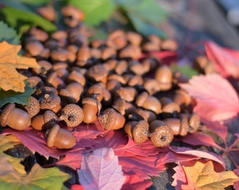 50 natürliche Eicheln, Eichelnuss, echte Eichel, DlY - Bastelbedarf, Getrocknete Eicheln, Herbstdekoration, Herbsthochzeit