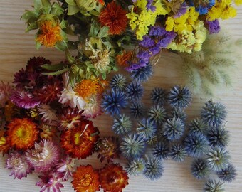 Getrocknete Blumen, getrocknete blaue Disteln, Strohblumen Köpfe, Vasenfüller, Blumenzubehör, Natürliches Wohndekor, Natürliches Kunsthandwerk, Potpourri