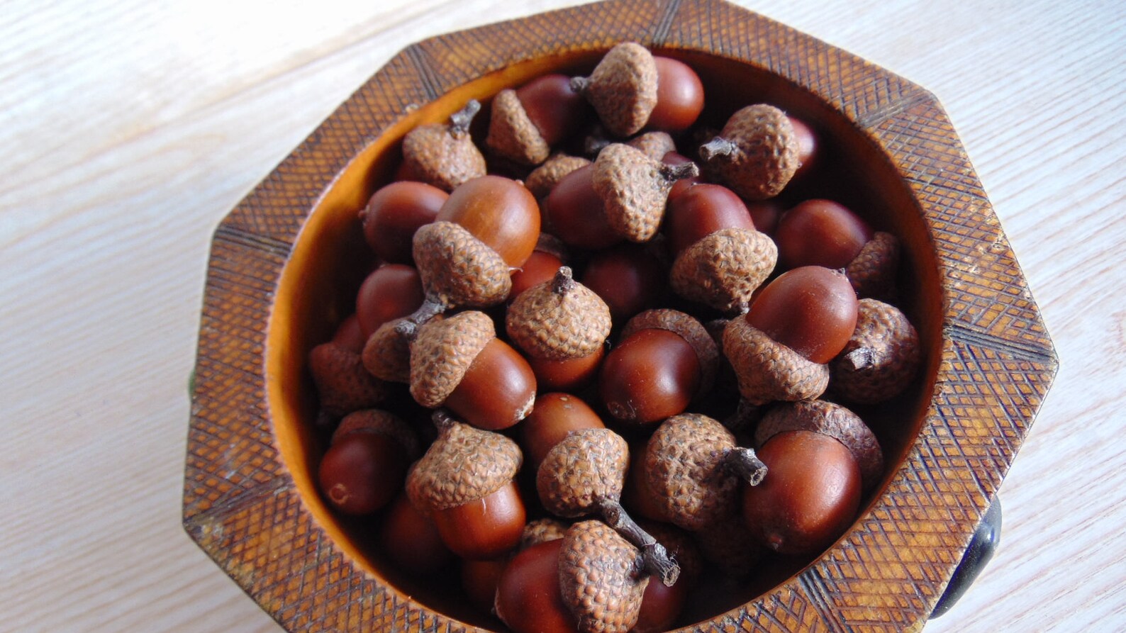 40 Grands glands naturels Noix de gland Vrai grand gland Etsy France