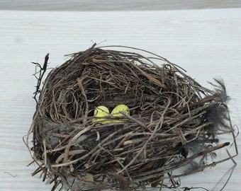 Real Bird Nest , Amazing natural nest, Bird Nest , Natural Bird Nest , Blue Bird  ,  Home Decor , Crafts Supply , Baby Birds
