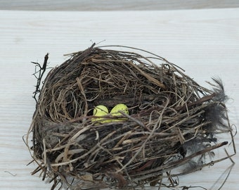 Echtes Vogelnest, Erstaunliches natürliches Nest, Vogelnest, Natürliches Vogelnest, Blauer Vogel, Wohnkultur, Bastelbedarf, Baby Vögel