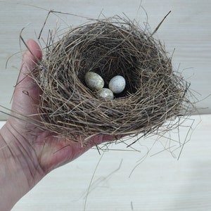 Echtes kleines Vogelnest, erstaunliches natürliches Nest, Vogelnest, natürliches Vogelnest, Ornithologen-Kollektion, Wohnkultur, Bastelbedarf, Baby Vögel Bild 9