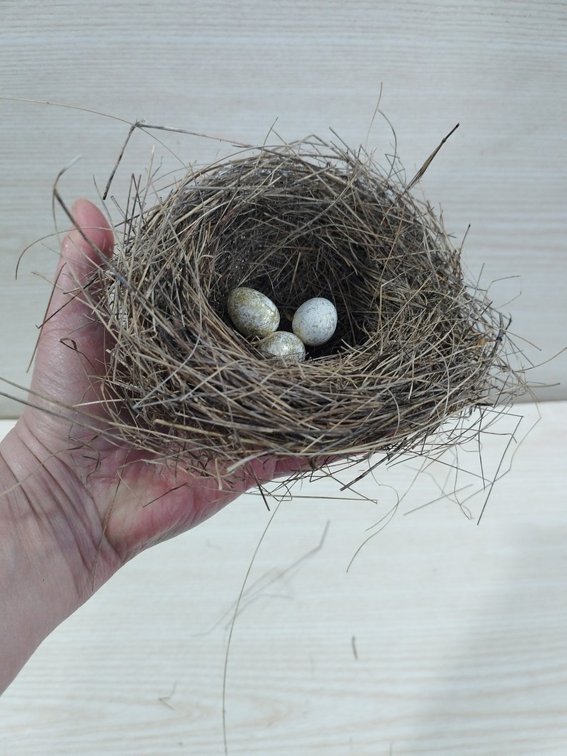 Echtes kleines Vogelnest, erstaunliches natürliches Nest, Vogelnest, natürliches Vogelnest, Ornithologen-Kollektion, Wohnkultur, Bastelbedarf, Baby Vögel Bild 9