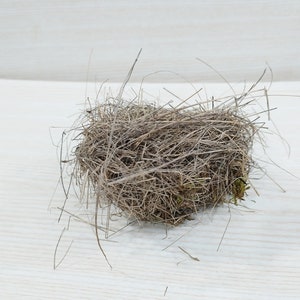 Echtes kleines Vogelnest, erstaunliches natürliches Nest, Vogelnest, natürliches Vogelnest, Ornithologen-Kollektion, Wohnkultur, Bastelbedarf, Baby Vögel Bild 5