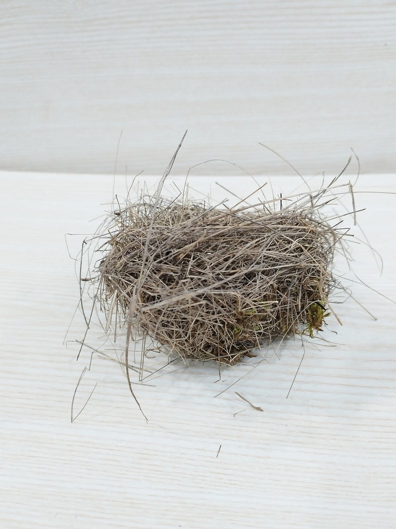 Echtes kleines Vogelnest, erstaunliches natürliches Nest, Vogelnest, natürliches Vogelnest, Ornithologen-Kollektion, Wohnkultur, Bastelbedarf, Baby Vögel Bild 5