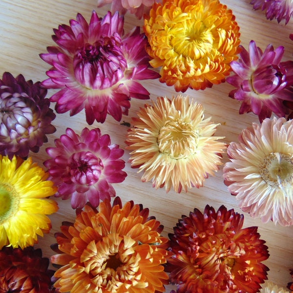 50 or 100 Dried Strawflowers Heads,Real Dry Strawflowers, Dried flower bouquet, Floral Supply, Weddings, Natural flower decor, Rustic Decor