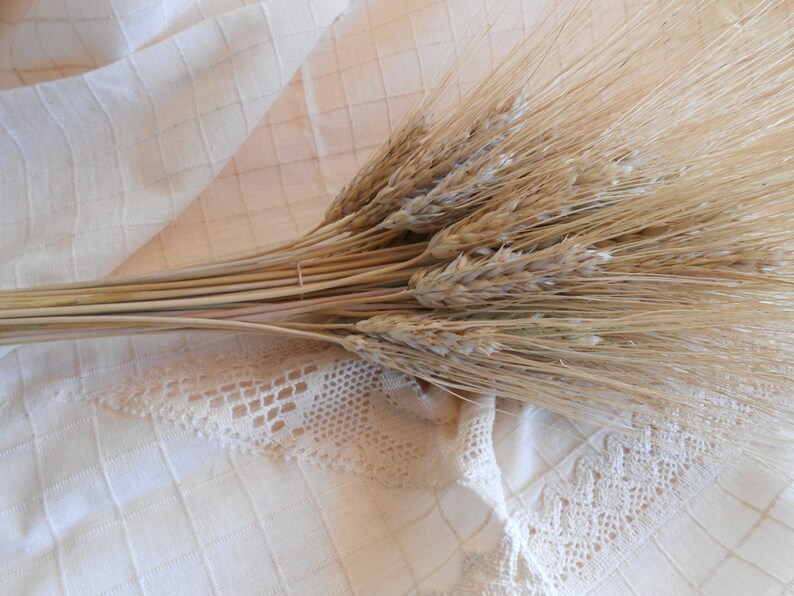 Decorative Wheat Dried Wheat Bundles Dried wheat bunch Etsy