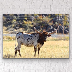 spotted longhorn cow, texas longhorn, photograph, metal wall decor, paper print, farmhouse style print, wall hanging, art, cow art, ranch