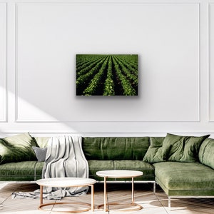 Green potato rows canvas, fine art paper, metal print, ag and farm photo wall decor, farm office decor, idaho potatos, spuds farm food photo