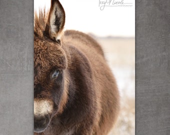 Mini Donkey Photo Print Christmas Donkey Profile in color, Christmas Donkey Wall Decor, Nativity Photographic Print, Fuzzy Donkey Art