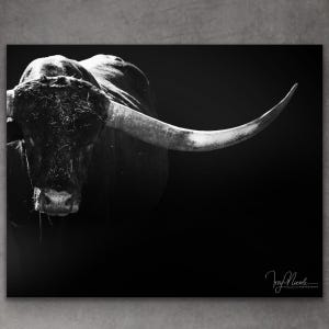 black and white longhorn bull, texas longhorn, photograph Metal Wall Art Decor, farmhouse style print, wall hanging, art, animals lover gift
