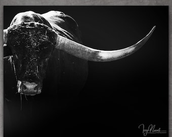 Large Longhorn Bull Photo: Black and White Paper, Canvas, Metal Print Wall Decor