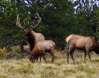 May include: A group of four elk in a grassy field with a forest background. The elk are brown and have large antlers. The elk are standing in a field of tall grass.