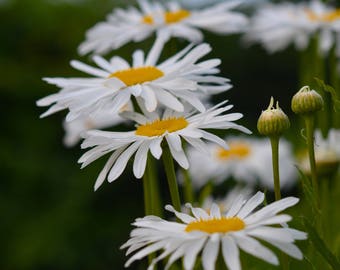 Daisy flower