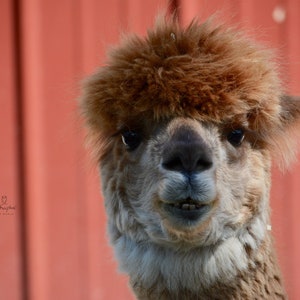 Llama