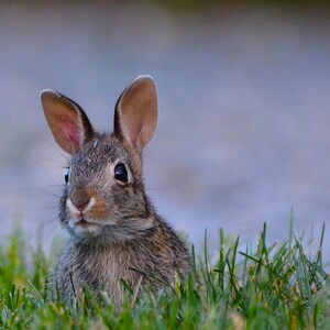 Curious Bunny
